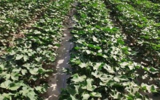 棉花施肥技术,生长期长需肥量大