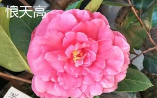 十大名贵山茶花品种介绍，各具特色