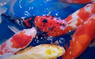 锦鲤鱼尾充血的原因，可能是碰撞硬物、感染病菌等导致的