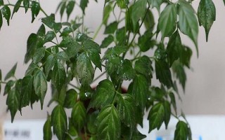 幸福树叶子一碰就掉怎么处理,可能是由于浇水过量导致的