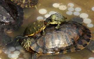 水龟和半水龟有什么区别，对水的依赖性不同