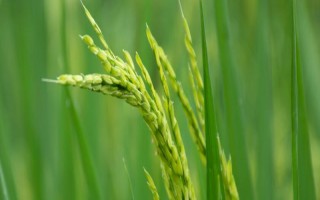 II优1681水稻种子特征特性,每亩大田用种量1.5公斤