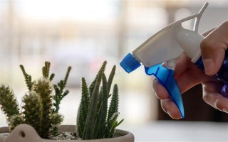 仙人掌怎么浇水,春秋季节每隔半个月浇一次