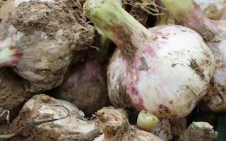 大蒜种植技术，播种前将蒜头放在阳光下晾晒2-3天