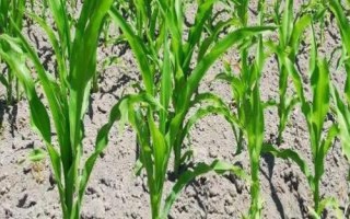 大玉6609玉米种子特征特性，出苗至成熟122天