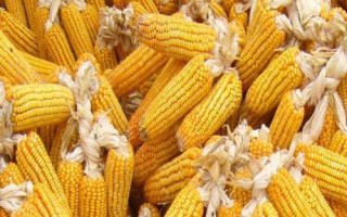 粒粒金519玉米品种的特性,中抗丝黑穗病