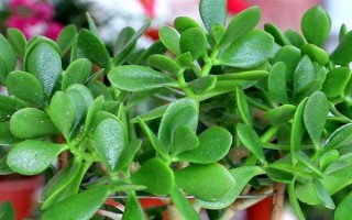 怎么让燕子掌开花，关键是要养在光照充足且温暖的地方