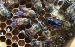 适合在广东养殖的中蜂,包括华南中蜂、双色中蜂等品种