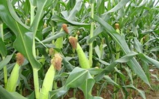 先玉1867玉米种简介,播种期5月下旬至6月中旬