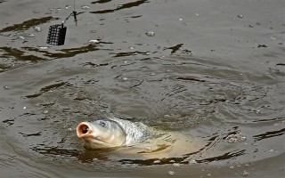 钓鱼挂蚯蚓的方法，常见以下3种方法