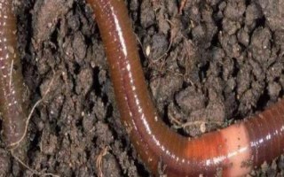 黑蚯蚓和红蚯蚓哪个钓鱼好