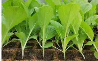 大白菜可以一年四季种植吗，大白菜一年四季都能种植