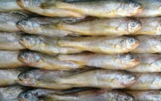 冷冻小黄鱼的价格，会受到地区、季节等条件的影响