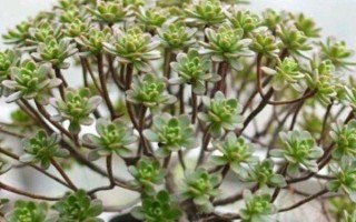 夏天休眠的多肉种类，常见的有生石花、雪莲等