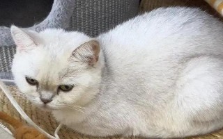 猫咪突然尿频且尿少的原因,可能是饮水量不足或泌尿系统疾病导致