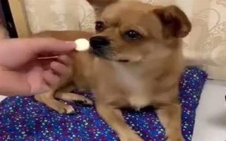 犬髋关节发育不良的简介，是一种后天发育畸形、由多种病因引发的疾病