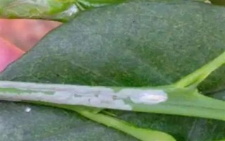 柠檬苗推荐品种，尤力克、菲诺、热那亚等品种值得选择