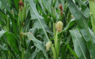 三北21玉米品种简介，种植密度3500株/亩左右