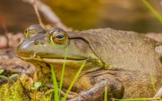 牛蛙有什么品种，我国主要养殖以下4种