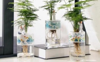 文竹能不能水培，是水培中的佳品