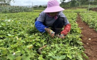 鱼腥草怎么种植，按照20厘米的间距定植根茎