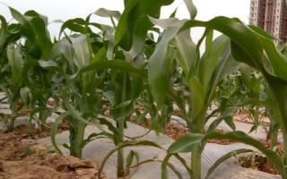 DK981玉米种子介绍,中抗大斑病