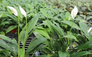 一帆风顺的浇水方法，每隔7-10天浇一次