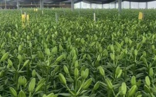 百合炭疽病，鳞茎受潮或挖掘损伤易诱发病害