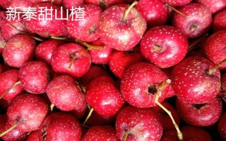 山东泰安市的水果特产