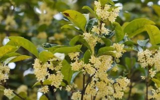 一年开一次且八月放异香的是什么花，是指桂花