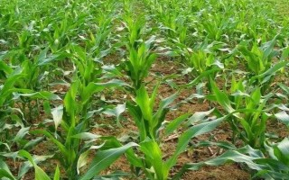 J6518玉米种子介绍，高抗丝黑穗病（0%HR）