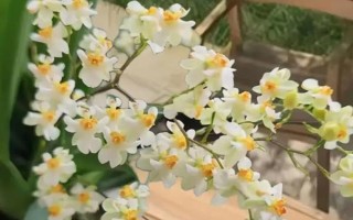 中国稀有兰花生长在哪些地方，主要生长在广东、广西、云南等地