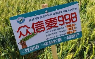 高产小麦品种有哪些,有烟农999、谷神麦19等