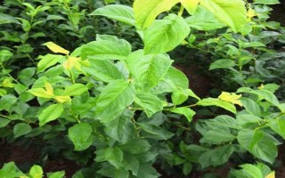 李子苗的价格，通常在1-3元左右一棵