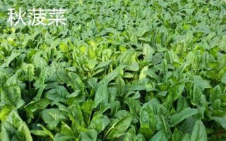 菠菜的适宜种植时间,春菠菜的播种适期为3月份