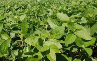 辽豆70大豆种子特征特性,选择中等肥力以上土壤栽培