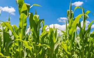 TK601玉米品种简介，中抗大斑病（5MR）