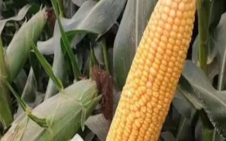 强硕68玉米品种有什么特点，出籽率达到80.5%
