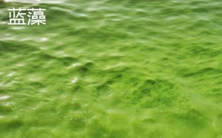 黑藻的产地，主产于河北、陕西、山东、云南等省份