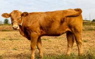 牛不打栏是什么原因，可能是饲喂了发霉变质的饲料或体重太胖等