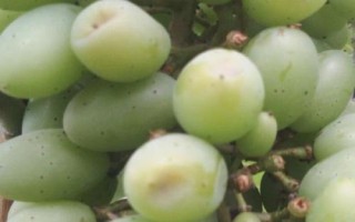 葡萄粒小的原因，品种原因或氮肥施用过量均会导致