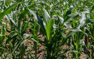 丰黎9号玉米种子特点