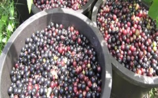 如何判断黑加仑是否成熟，果实变黑并产生白霜便代表成熟