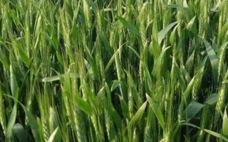 济农107小麦品种简介，每亩基本苗12-15万