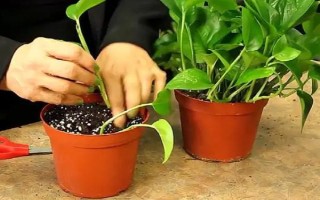 绿萝12月份能扦插吗,可以但是需注意调节室温