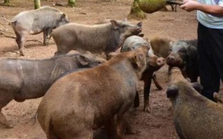 比较赚钱的养殖项目，目前蟹类养殖比较火爆