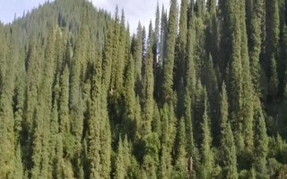 松柏有什么品质，代表坚韧不拔、乐观开朗、斗霜傲雪、刚正不阿