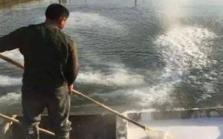 怎么养殖甲鱼，每天可以投喂3次