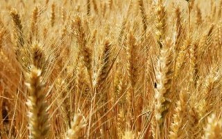 烟农37小麦品种的特性，适宜播期10月5日-20日