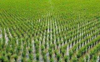 东红6号水稻品种的特性,高抗稻瘟病